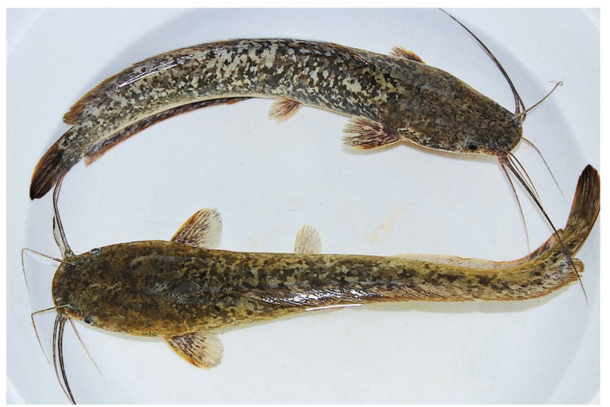 Aquaculture 4